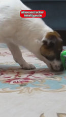 O Brinquedo Interativo Mais Procurado 🐶